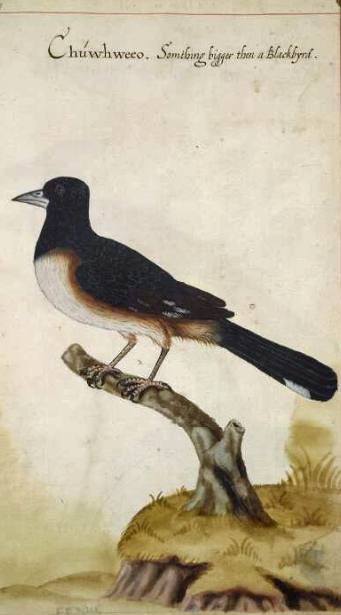 John White's illustration of a towhee.