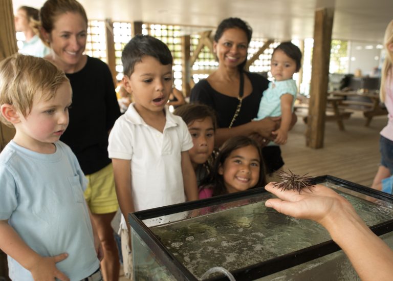 A sea urchin captures attention during a past Touch Tank Tuesday. Photo: N.C. Coastal Federation