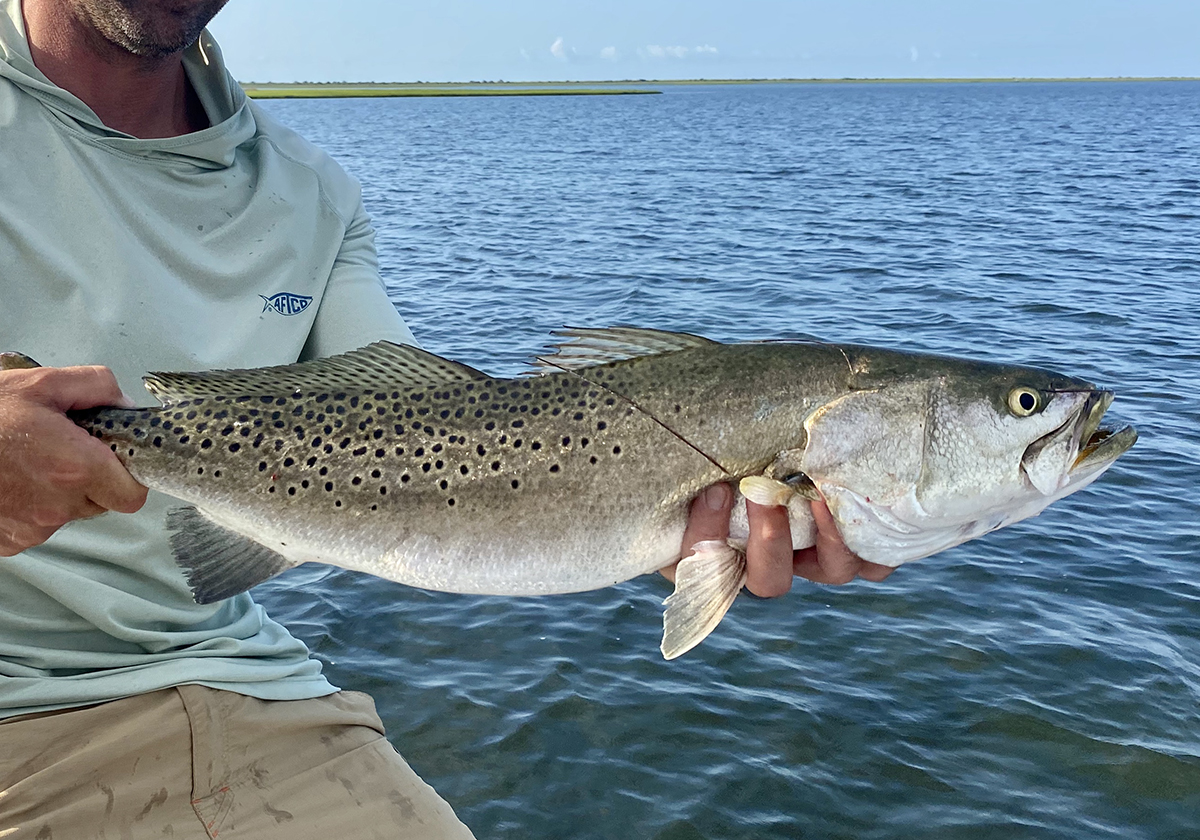 Huge speckled trout on a hot summer morning for Neill Pollock of Charlotte. Photo Capt. Gordon Churchill