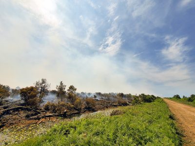 Smoke rises from the Ferebee Road fire in Hyde County in this June 27 N.C. Forest Service photo.