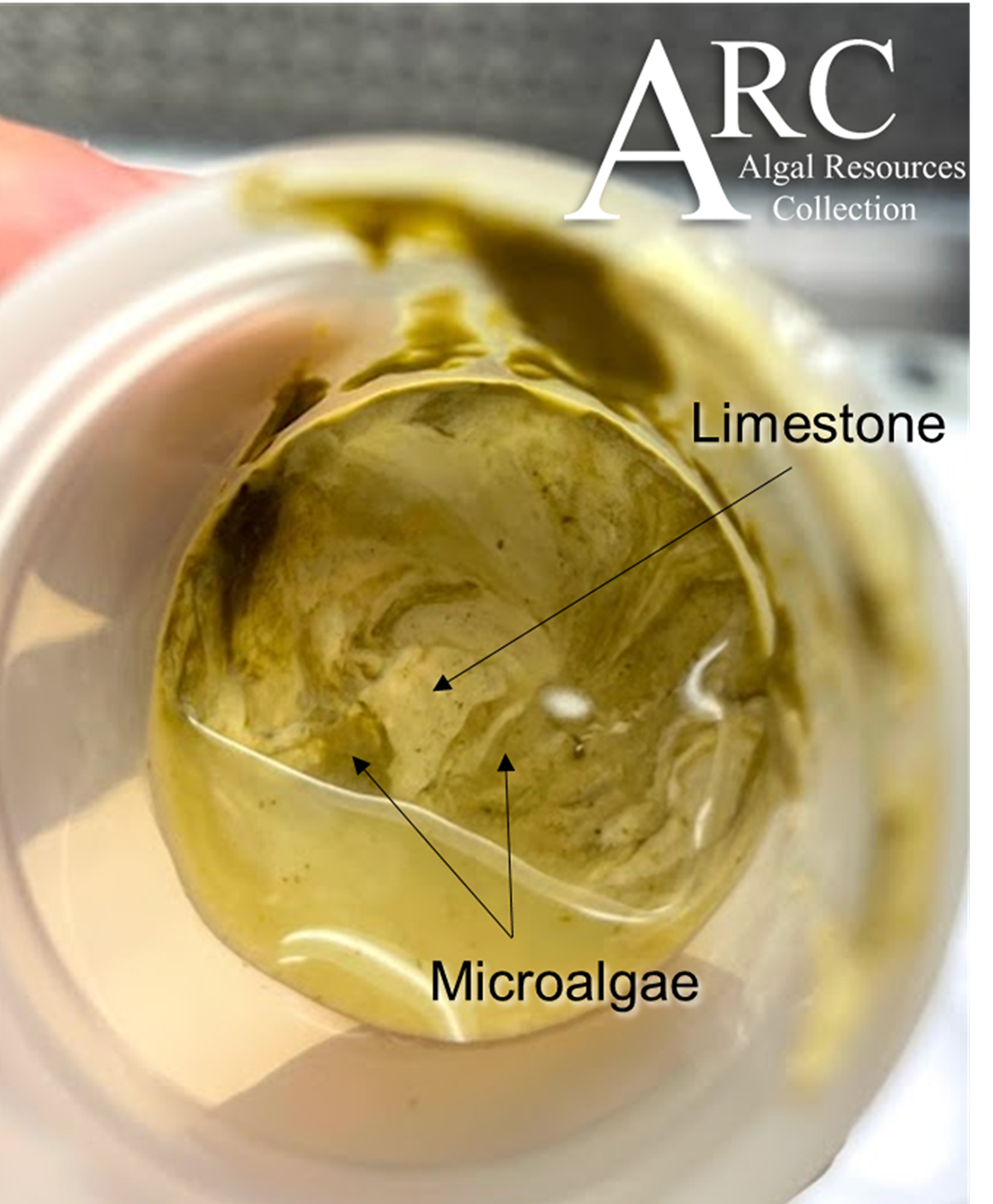 Harvested biomass with microalgae and limestone. Photo: UNCW