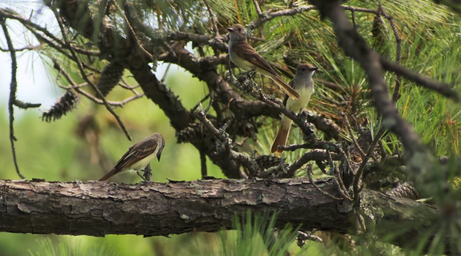 A trio of great crested flycatchers gather momentarily Saturday in a tree at Sandy Run Park in Kitty Hawk. According to the Audubon Guide to North American Birds, flycatchers are more often heard -- especially the males' loud calls -- than seen, as they prefer wooded areas. Photo: Kip Tabb