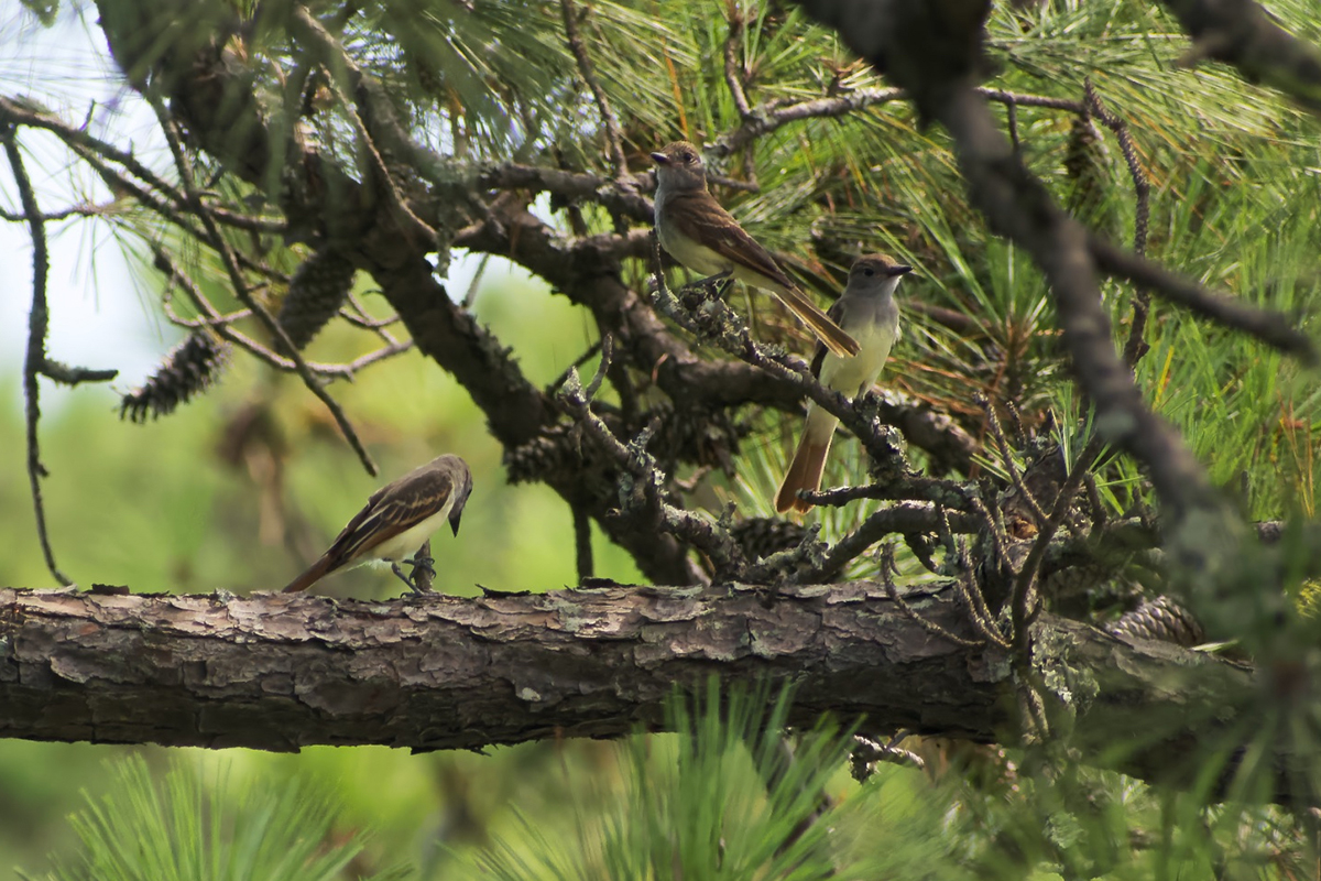 A trio of great crested flycatchers gather momentarily Saturday in a tree at Sandy Run Park in Kitty Hawk. According to the Audubon Guide to North American Birds, flycatchers are more often heard -- especially the males' loud calls -- than seen, as they prefer wooded areas. Photo: Kip Tabb