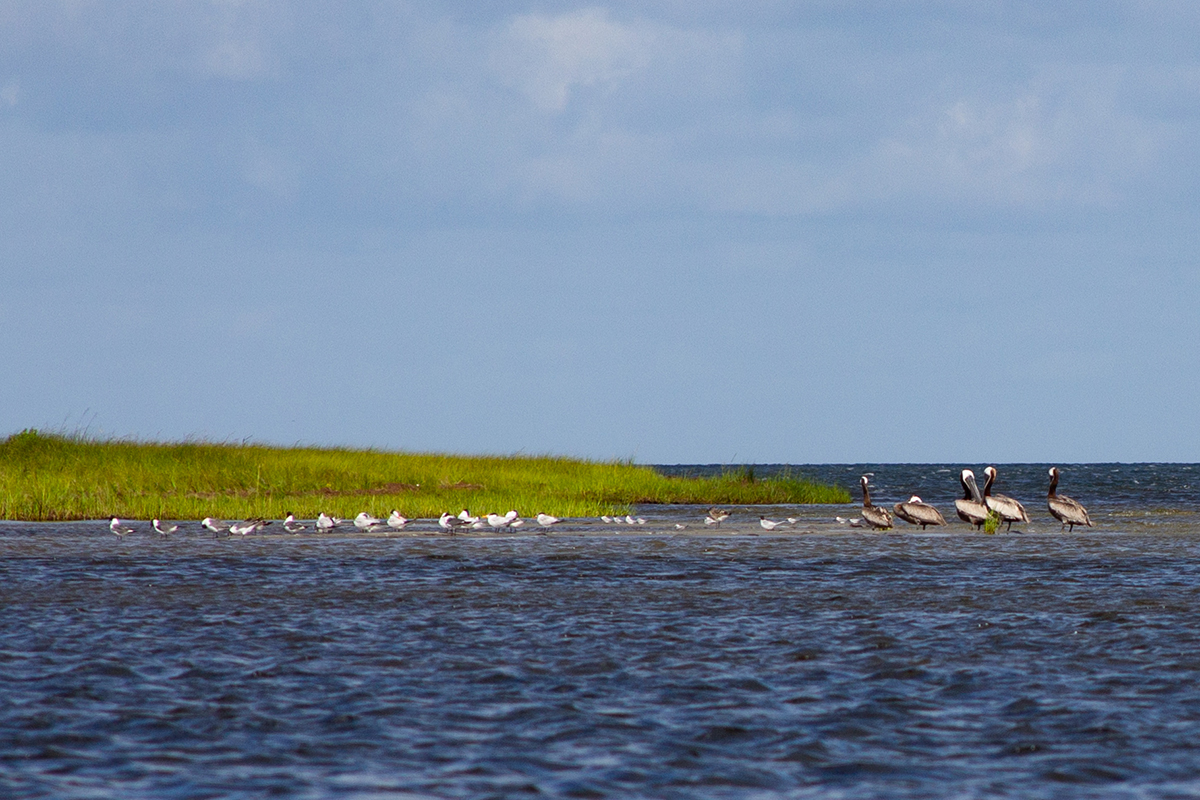 Pelicans, at right, and a small flock of laughing gulls share a sandbar Monday in Pamlico Sound, just some of the wildlife that "Kayak with a Ranger" participants saw up close. Photo: Corinne Saunders