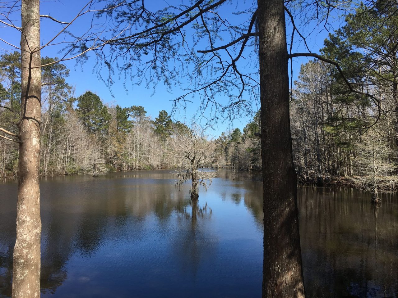 Abbey Nature Preserve is in Scotts Hill by Poplar Grove Plantation in Pender County. Photo: Abbey Nature Preserve 