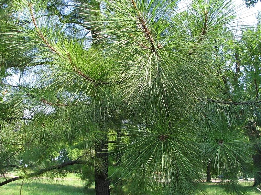 Pinus taeda, or loblolly pine. Photo: David J. Stang/Creative Commons 