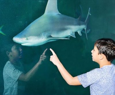 An Aquarium Scholar student is inches away from a sandbar shark. Photo: NC Aquariums 