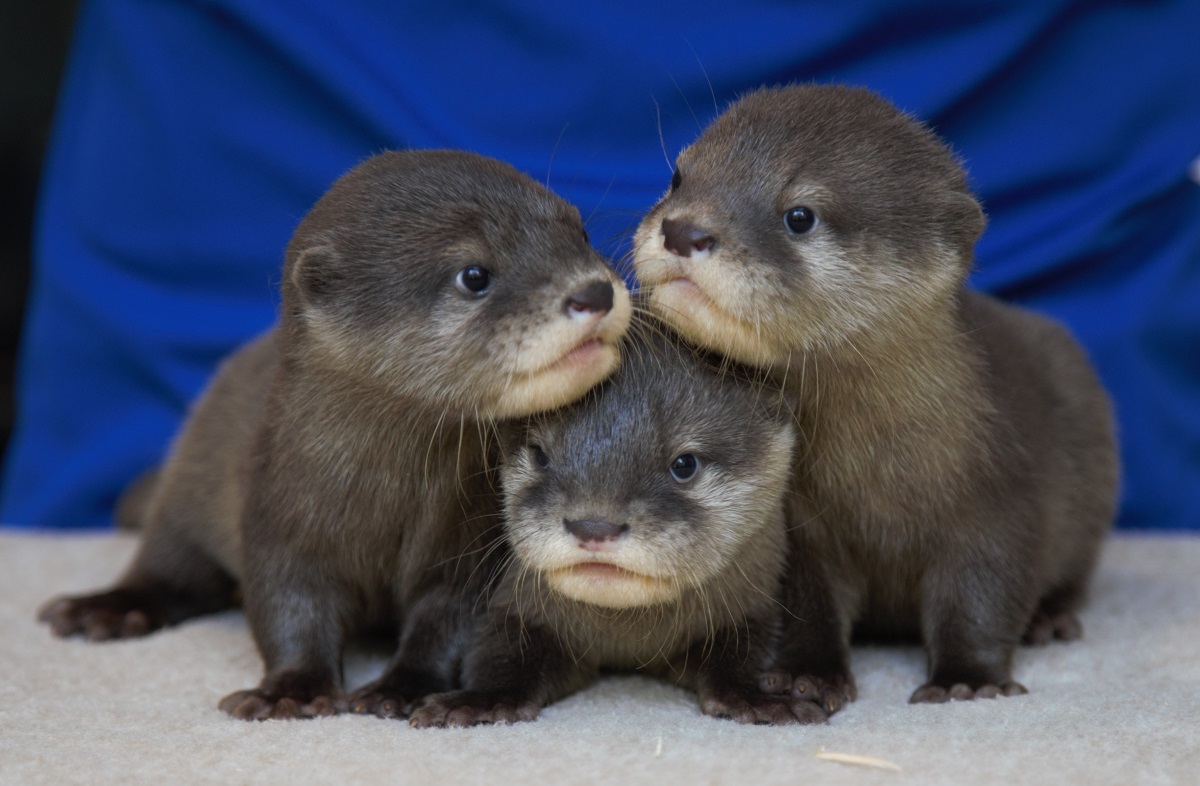 baby otters playing