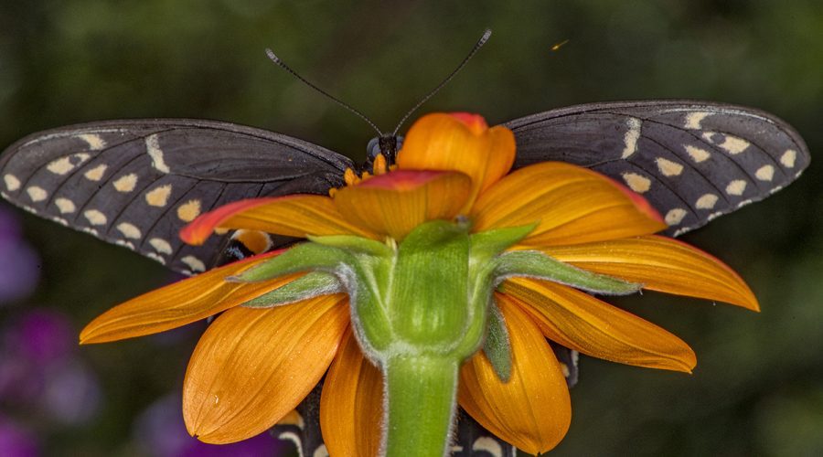 A swallowtail butterfly peeks around the blossom of a Mexican sunflower Tuesday in a garden near Russell Creek in Carteret County. Photo: Dylan Ray