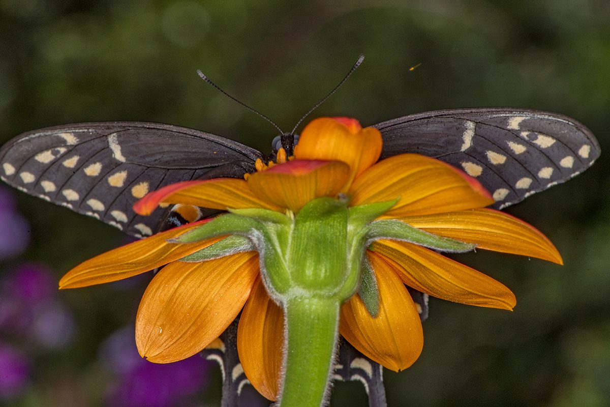 A swallowtail butterfly peeks around the blossom of a Mexican sunflower Tuesday in a garden near Russell Creek in Carteret County. Photo: Dylan Ray