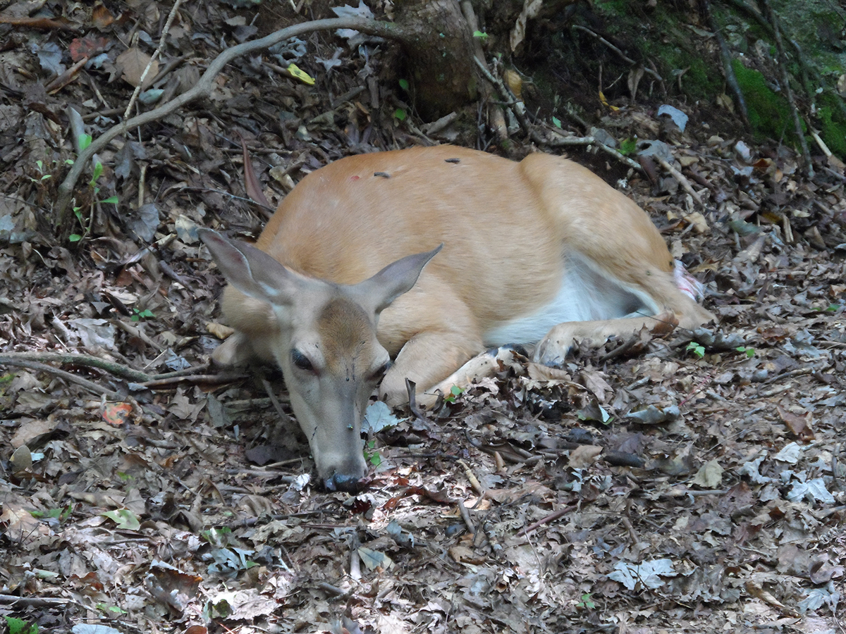 A deer with hemorrhagic disease. Photo: NCWRC