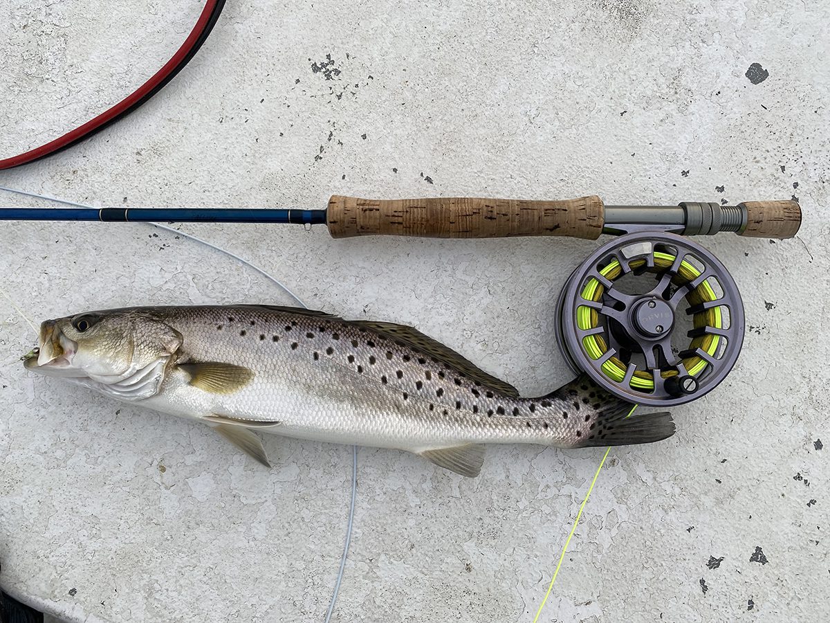 A slight detail noticed by feeding fish let the author know this speckled trout would be ready to chomp his fly.