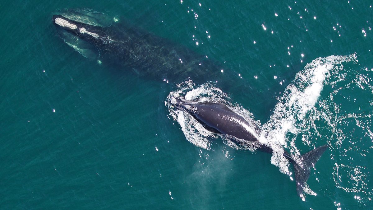 North Atlantic right whale mother and calf. Photo: NOAA Fisheries