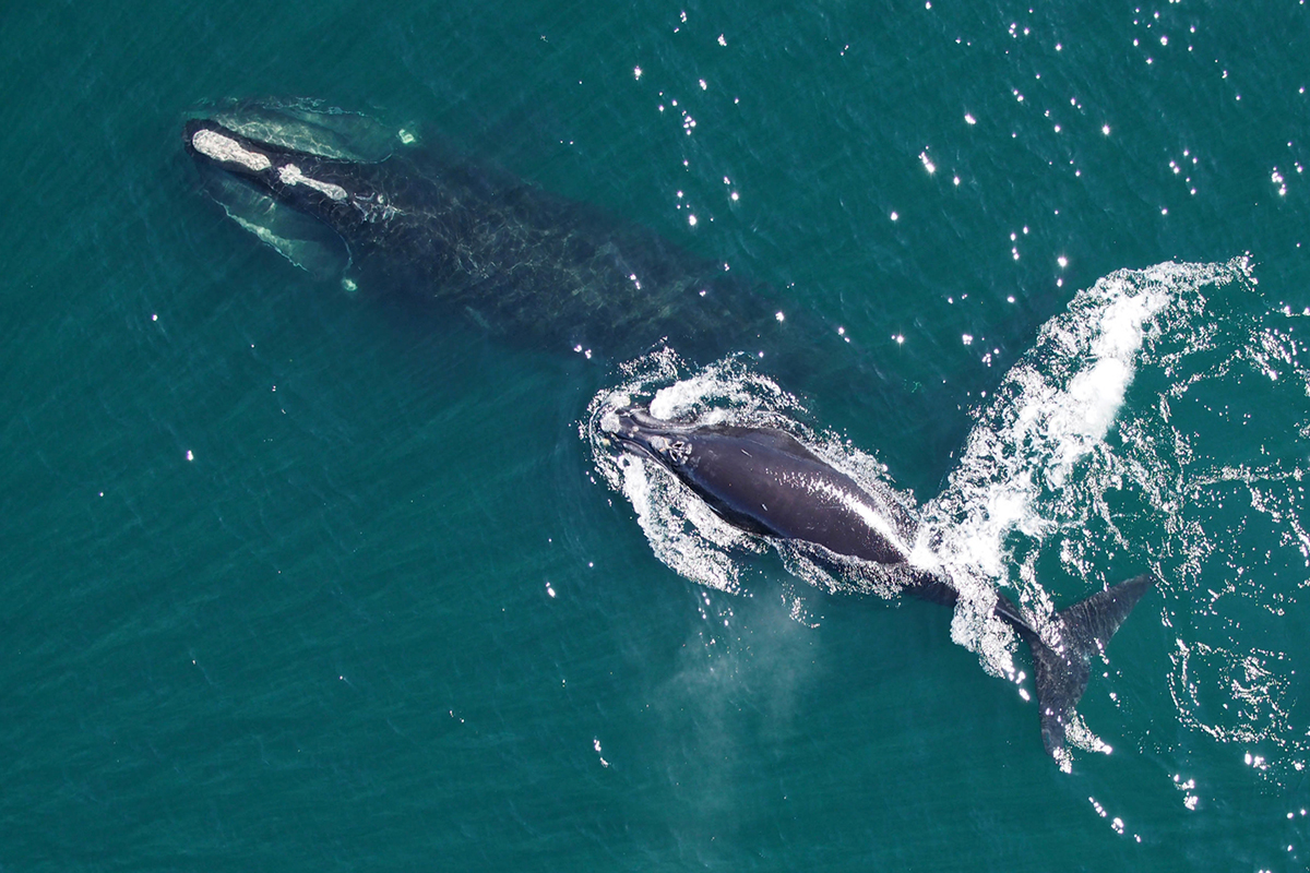 North Atlantic right whale mother and calf. Photo: NOAA Fisheries