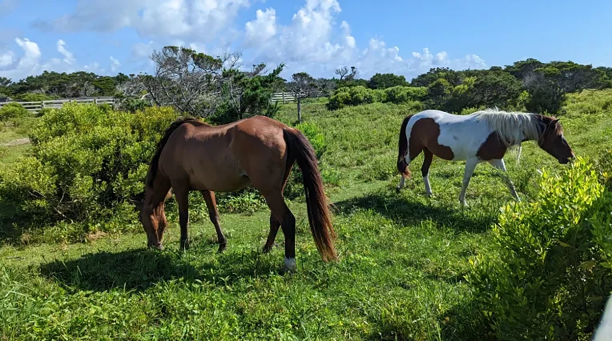 The Ocracoke ponies during their morning graze. Photo: Peter Vankevich/Ocracoke Observer