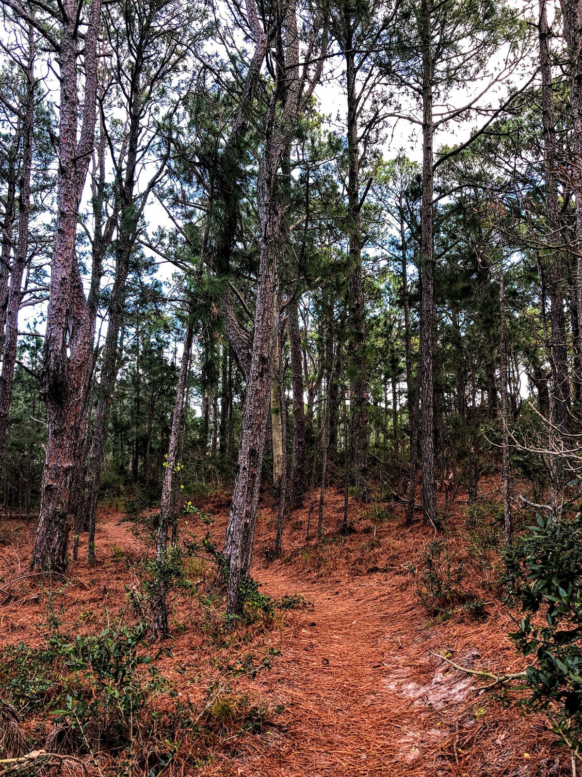 The woods trail in Hammock Hills. Photo: C. Leinbach/Ocracoke Observer