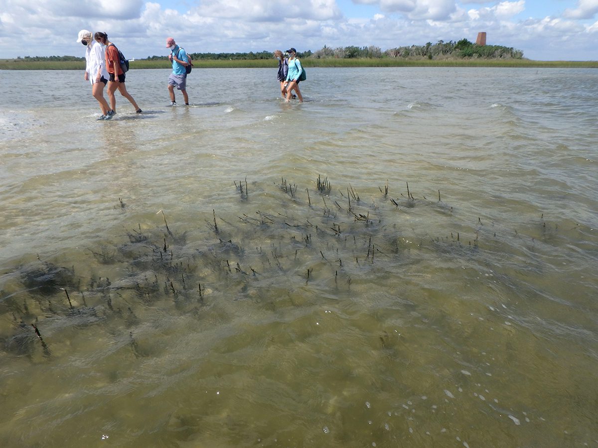 UNC undergrads visit Phillips Island as part of Dr. Niels Lindquist's class in 2020. Photo: UNC-IMS