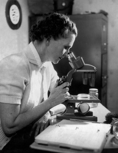 Rachel Carson at her microscope. Photo: Rachel Carson Council