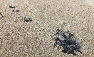 Cape Hatteras has second-busiest sea turtle nesting season | Coastal Review