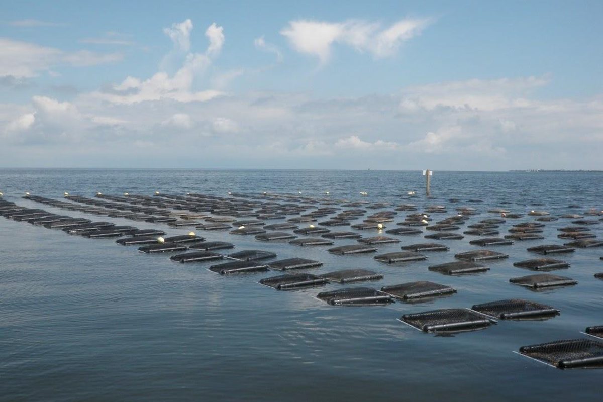 A shellfish farm in North Carolina waters. Photo: NCDEQ