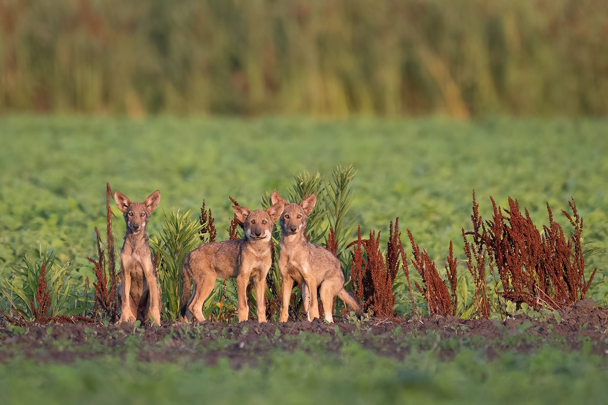 Three juvenile red wolves are shown at Alligator River National Wildlife Refuge. Photo: Nancy Arehart Photography