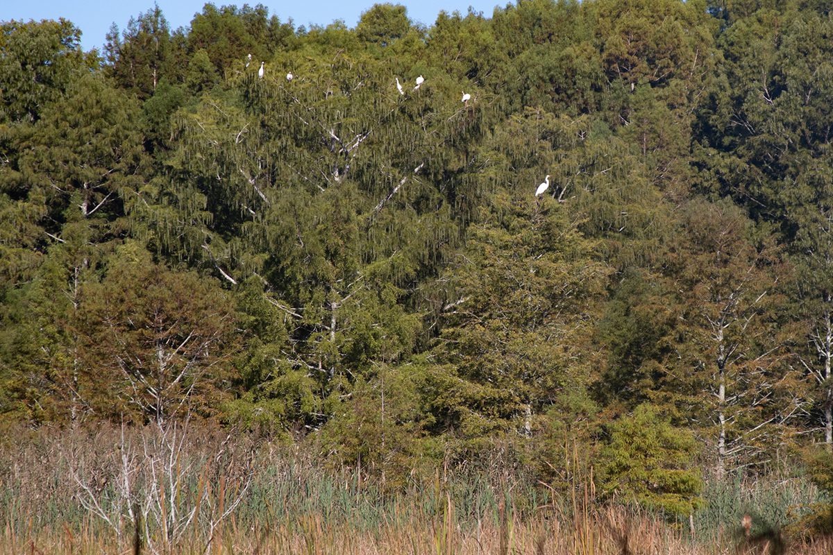 Great egrets keep a safe distance from humans or other perceived threats by perching in the treetops. These were fishing in shallow marsh off New Holland Trail, near the Mattamuskeet National Wildlife Refuge headquarters, before being disturbed. Photo: Corinne Saunders