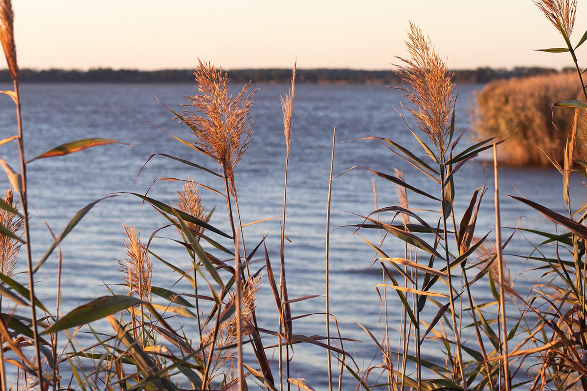 Fall panicum is one of the common wetland grasses lining Lake Mattamuskeet's shoreline. Photo: Corinne Saunders