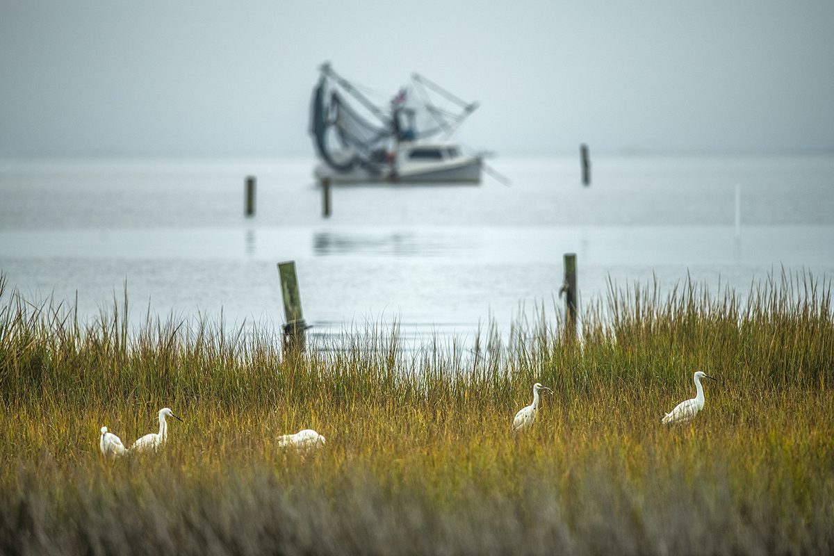 A wedge of egrets hunt shrimp in the salt marsh along the Newport River in Mill Creek in Carteret County. Photo: Dylan Ray