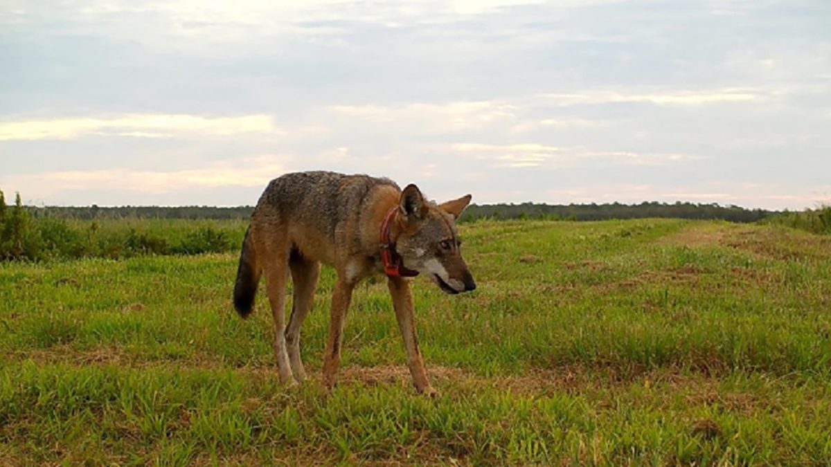 A red wolf crosses a field in the on Alligator River National Wildlife Refuge. Photo: USFWS