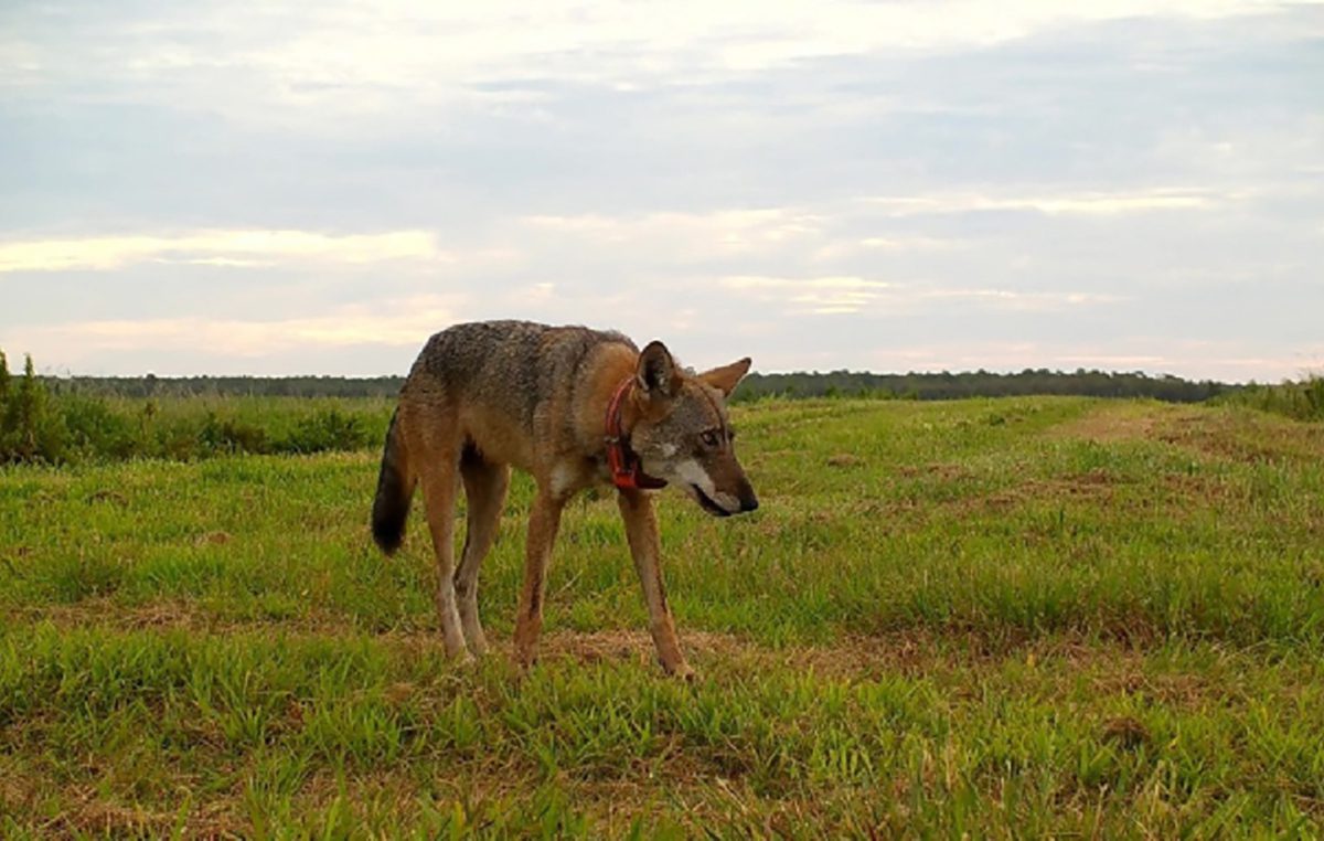 A red wolf crosses a field in the on Alligator River National Wildlife Refuge. Photo: USFWS