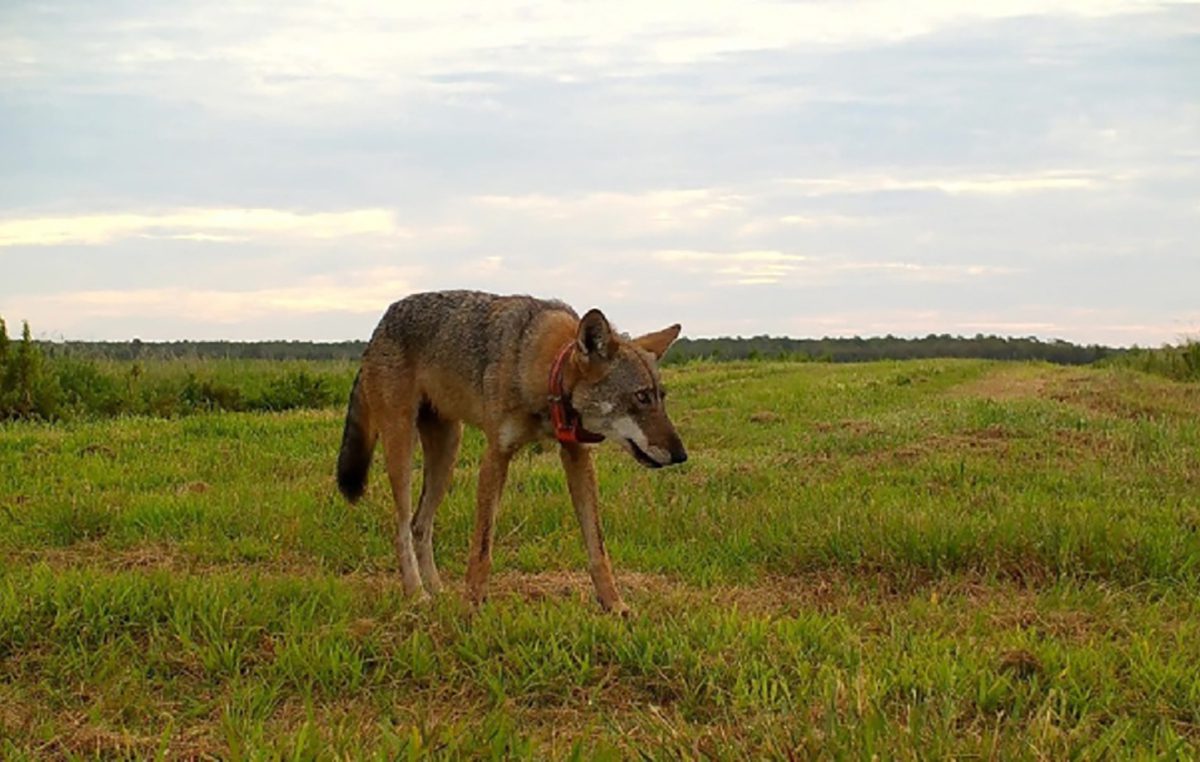 State and Federal Wildlife Officials Would Like You to Please