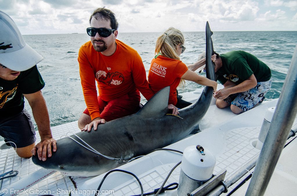 Why do sharks matter? Author Dr. David Shiffman explains