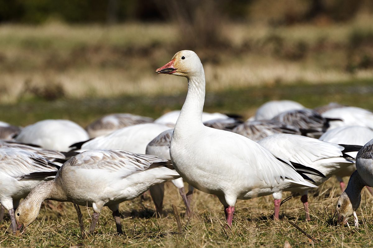 A snow goose in Hyde County exhibited signs of HPAI prior to being euthanized in March. The HPAI virus was later confirmed by an Iowa lab. Photo: Shutterstock, Feng Yu via NCWRS