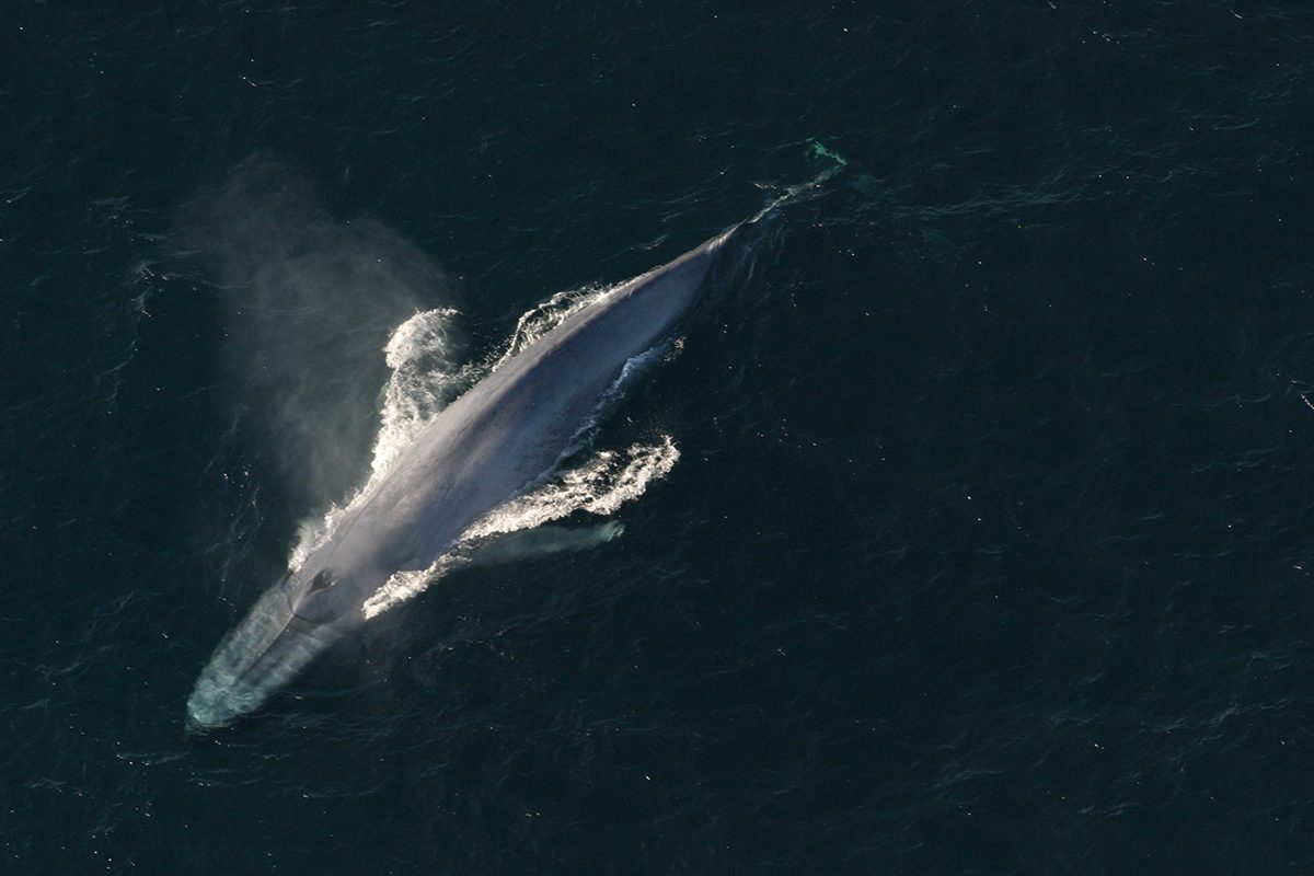 A blue whale. Photo: NOAA