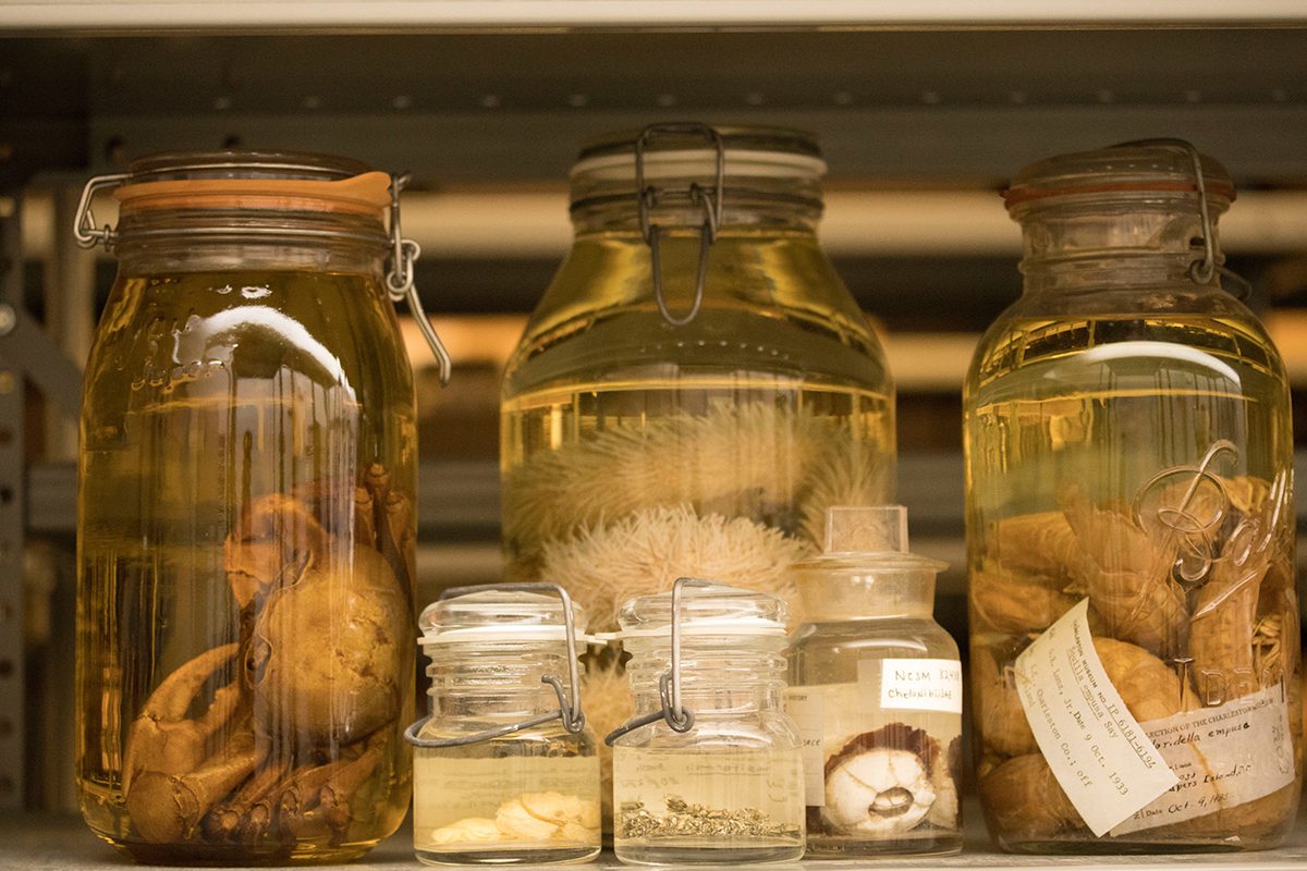 A sampling of specimens in the non-molluscan invertebrates collection at the North Carolina Museum of Natural Sciences in Raleigh. Photo: Courtesy NCMNS