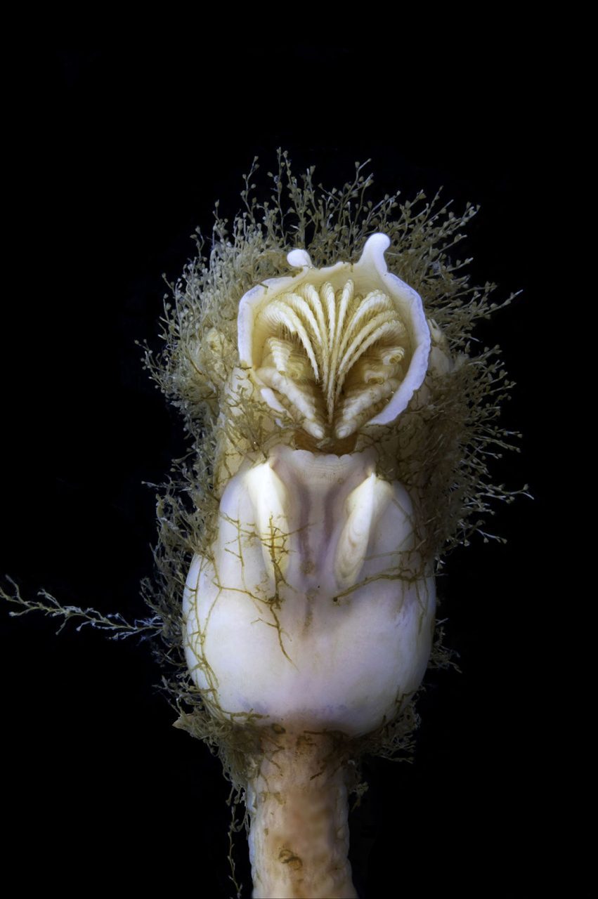 Conchoderma auritum, or rabbit-ear barnacle, in the non-molluscan invertebrates collection at the North Carolina Museum of Natural Sciences in Raleigh. Photo: Courtesy NCMNS