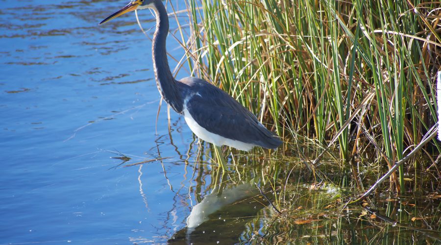 A tricolored heron watches for prey in the water at Roanoke Island Marshes Dedicated Nature Preserve in Wanchese. Photo: Kip Tabb