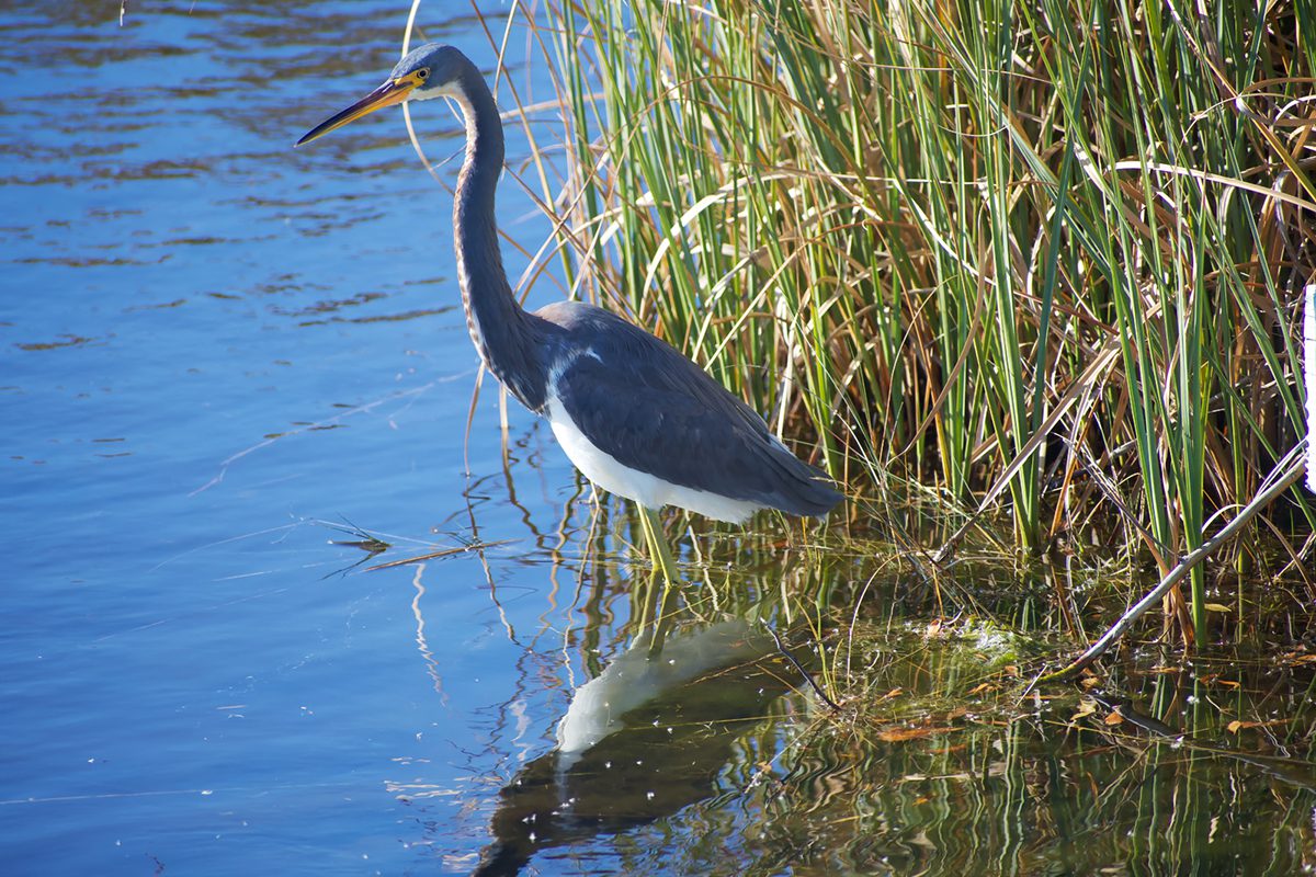 A tricolored heron watches for prey in the water at Roanoke Island Marshes Dedicated Nature Preserve in Wanchese. Photo: Kip Tabb