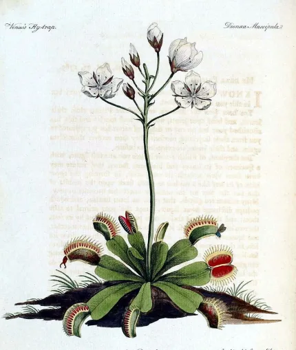 The first published illustration of a Venus flytrap. In 1769 English naturalist John Ellis included this illustration in a letter to the great Swedish botanist Carl Linnaeus. He described the plant to Linnaeus as “a rat trap with teeth.”  Ellis based the illustration on a live specimen of the plant that he had received from the royal botanist, William Young. From John Ellis, Directions for Bringing over Seeds and Plants from the East Indies and Other Distant Countries (London, 1770).