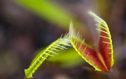 A Venus flytrap at the Nature Conservancy’s Green Swamp Preserve in Brunswick County. Only 3-10% of the Venus flytrap’s native habitat survives today. Photo courtesy, Skip Pudney