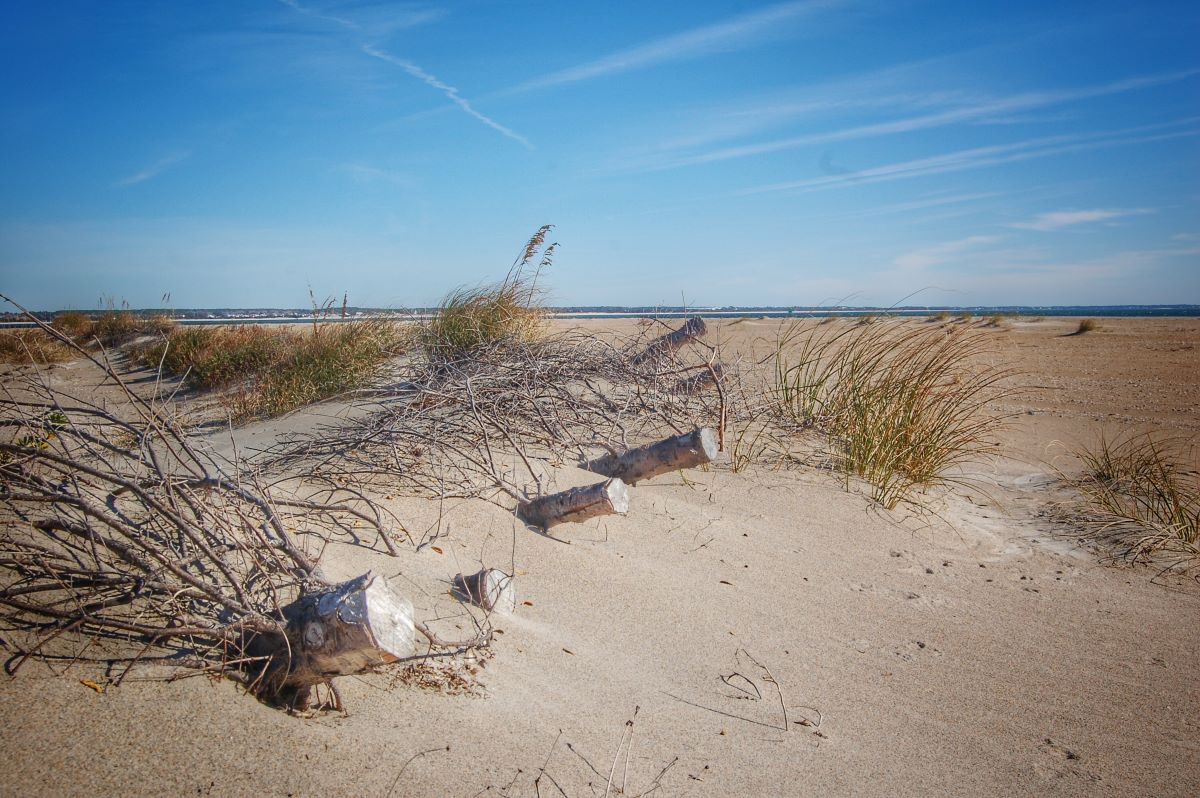 Live Christmas tree disposal options offered along coast Coastal Review