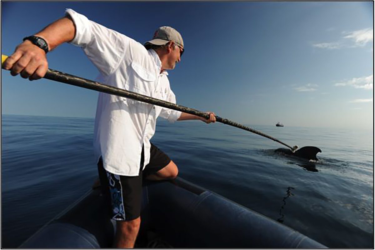 Andy Read attaches a digital acoustic tag to a short-finned pilot whale about 35 miles east of Cape Hatteras to study the behavior and ecology of the deep-diving whales. Photo courtesy of Andy Read.