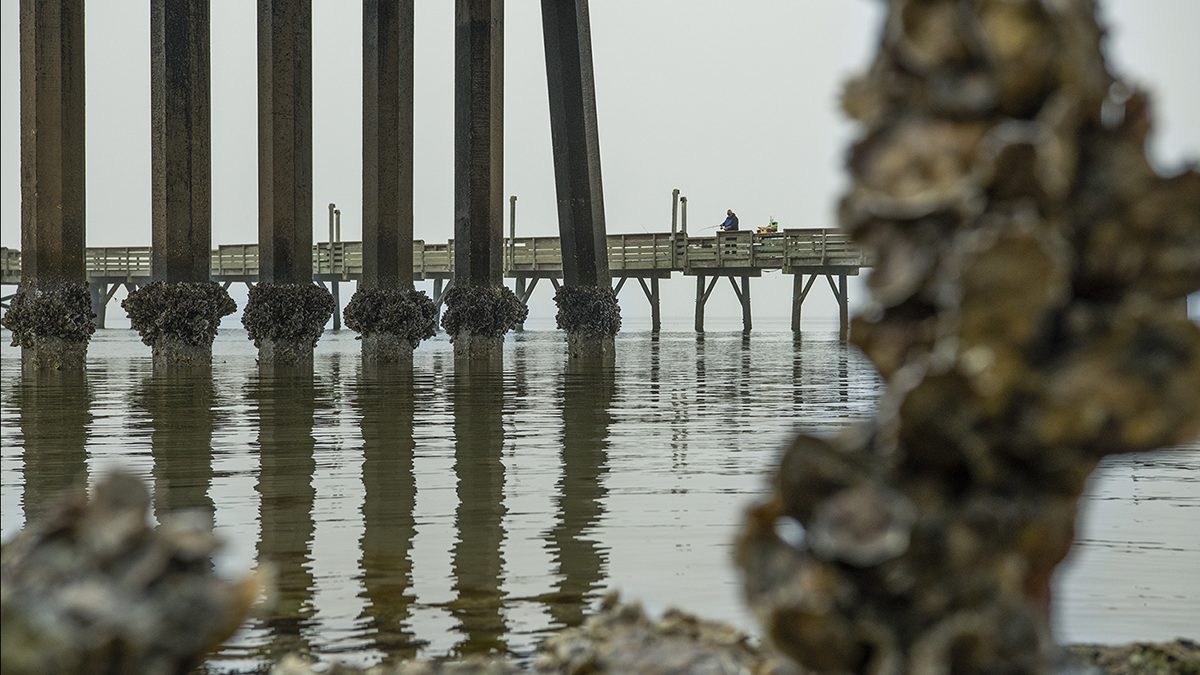 Low tide exposes clusters of oysters clinging to the piles supporting the Morehead City-Beaufort high-rise bridge over the Newport River and near the Radio Island Fishing Pier. Photo: Dylan Ray