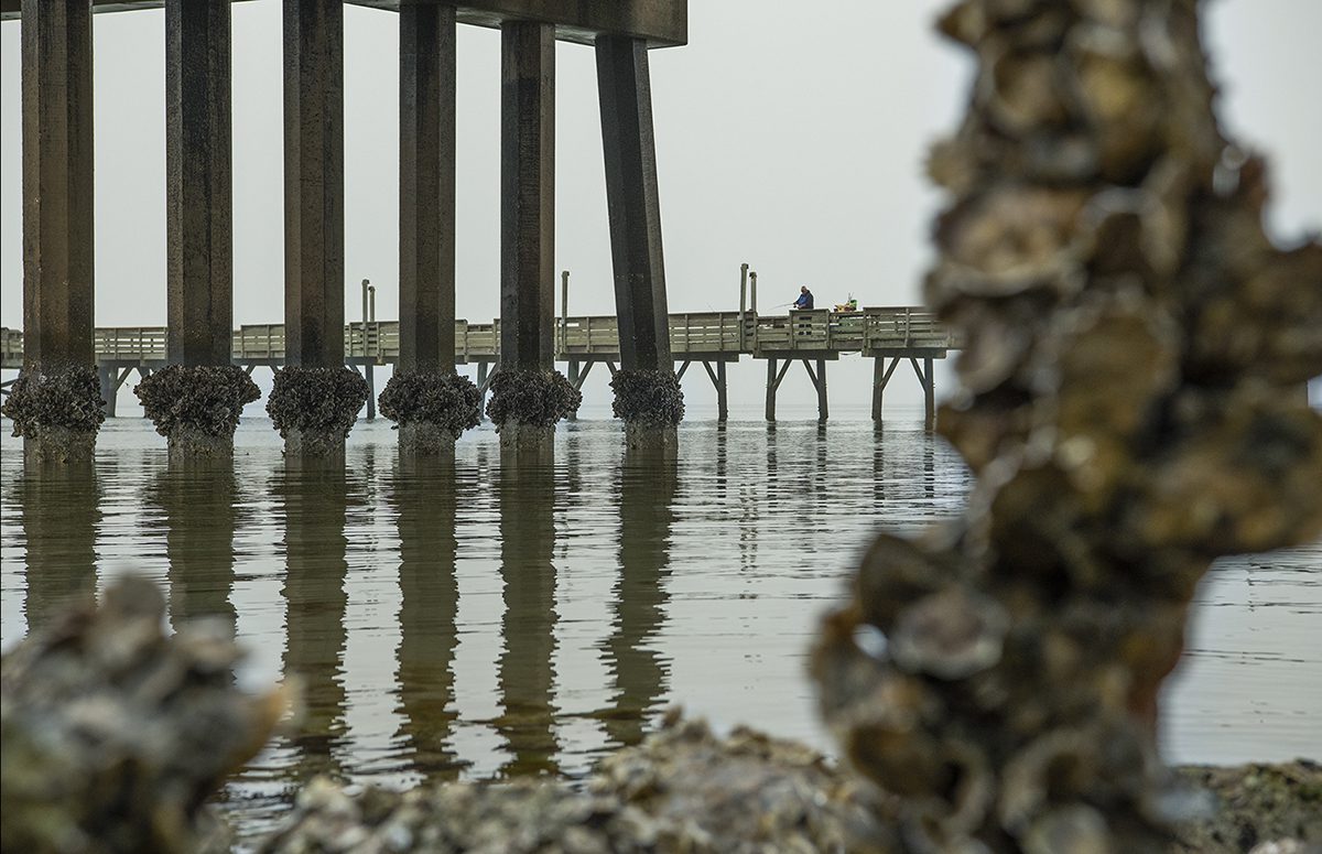 Low tide exposes clusters of oysters clinging to the piles supporting the Morehead City-Beaufort high-rise bridge over the Newport River and near the Radio Island Fishing Pier. Photo: Dylan Ray