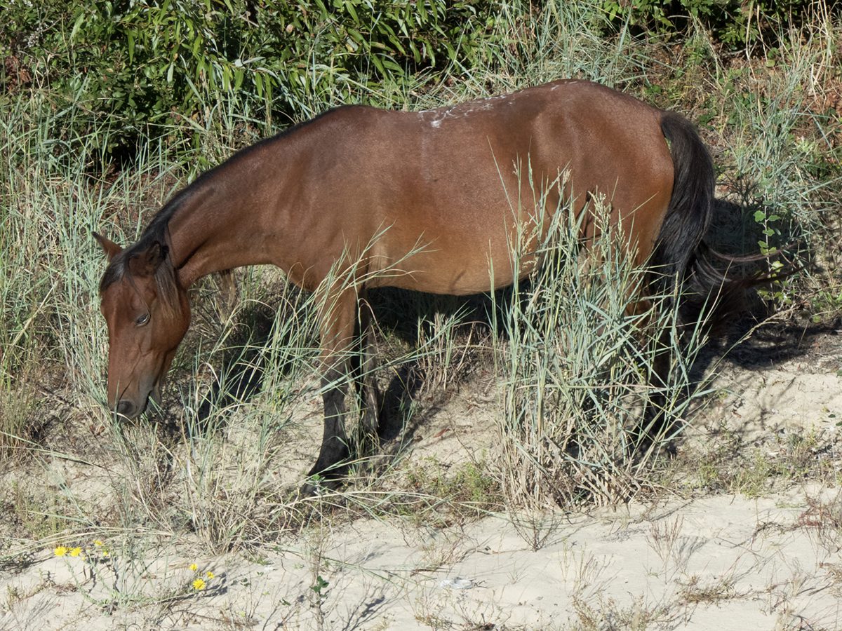 One of the 101 horses in the Corolla wild horse herd is shown grazing in the dunes. Photo: Kip Tabb