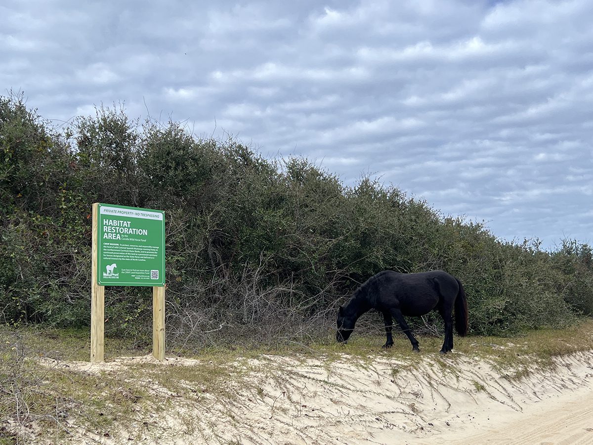 A wild Banker horse grazes on property owned by the Corolla Wild Horse Fund and part of the Land Preservation Initiative. Photo: Corolla Wild Horse Fund