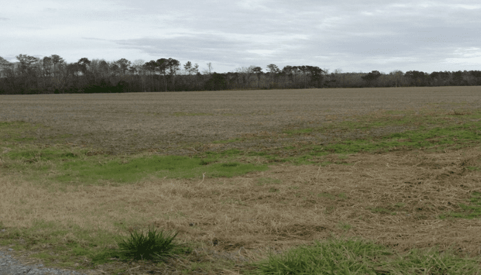 The 55.75-acre farm in Bertie County was donated in December 2022 to the Coastal Land Trust. Photo: Coastal Land Trust