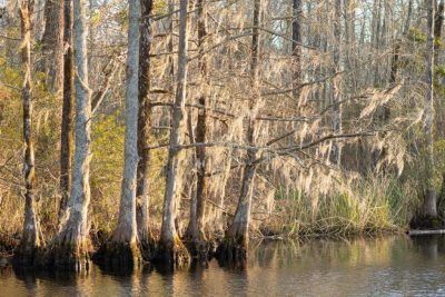 Cypress stand along the Chowan River in Bertie County. Photo: Walker Golder