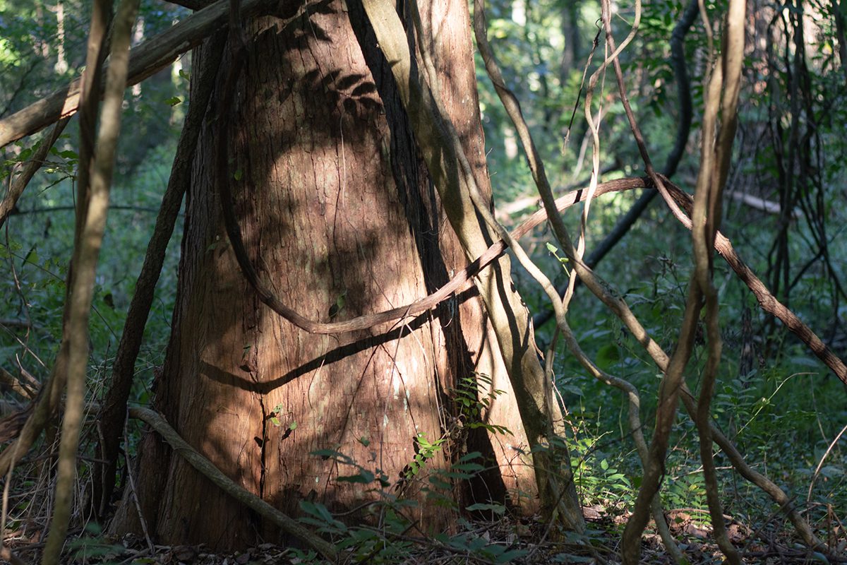 A tree in the Mattamuskeet National Wildlife Refuge in Hyde County. Photo: Corinne Saunders