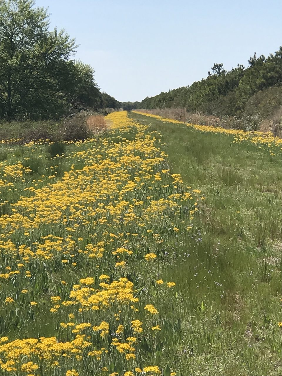 The pollinator area at Carolina Ranch is shown here in spring bloom. Photo: Courtesy Angie Tooley